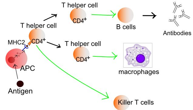 Immunology And Immmunopharmacology